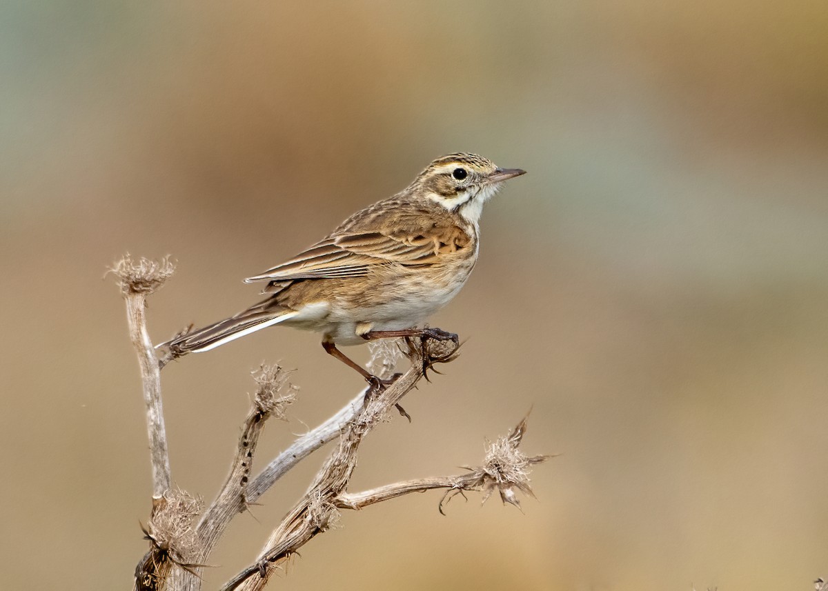 Australian Pipit - ML623938221