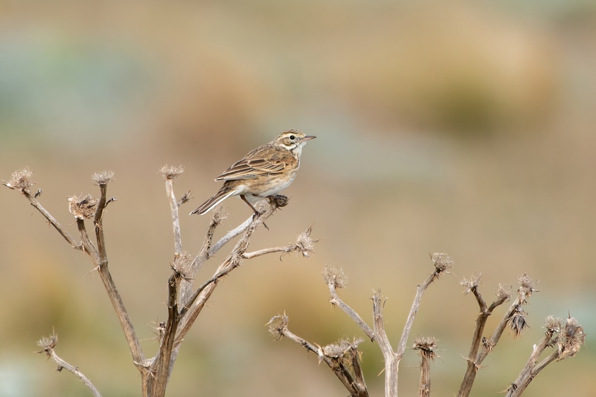 Australian Pipit - ML623938227