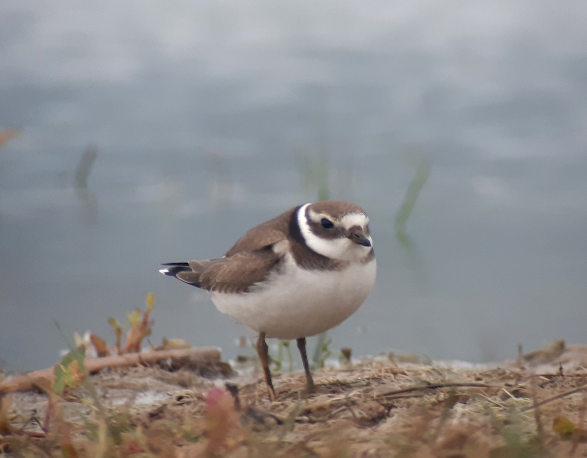 Common Ringed Plover - ML623938238