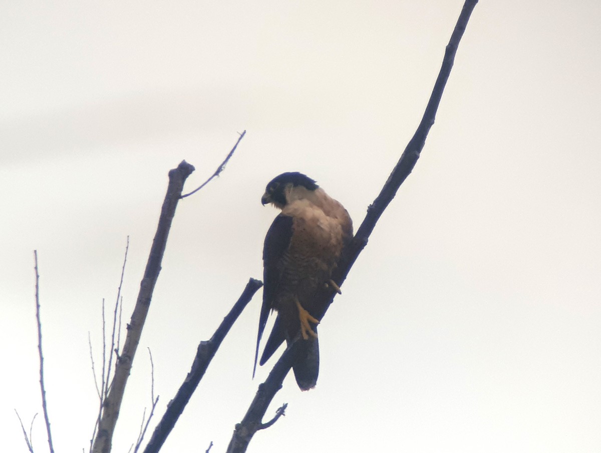 Peregrine Falcon (Shaheen) - ML623938250