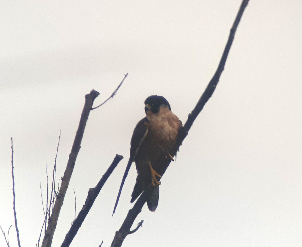 Peregrine Falcon (Shaheen) - ML623938252