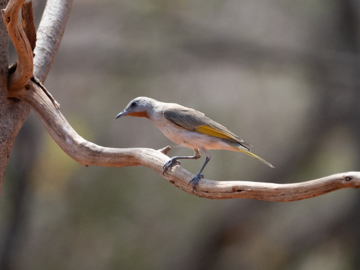 Rufous-throated Honeyeater - ML623938286