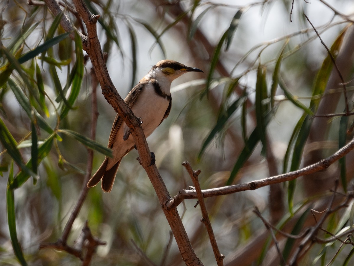 Banded Honeyeater - Tom Baart