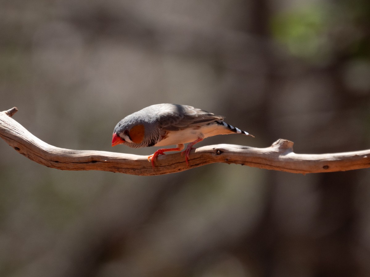 Zebra Finch - Tom Baart