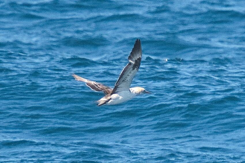 Australasian Gannet - ML623938300