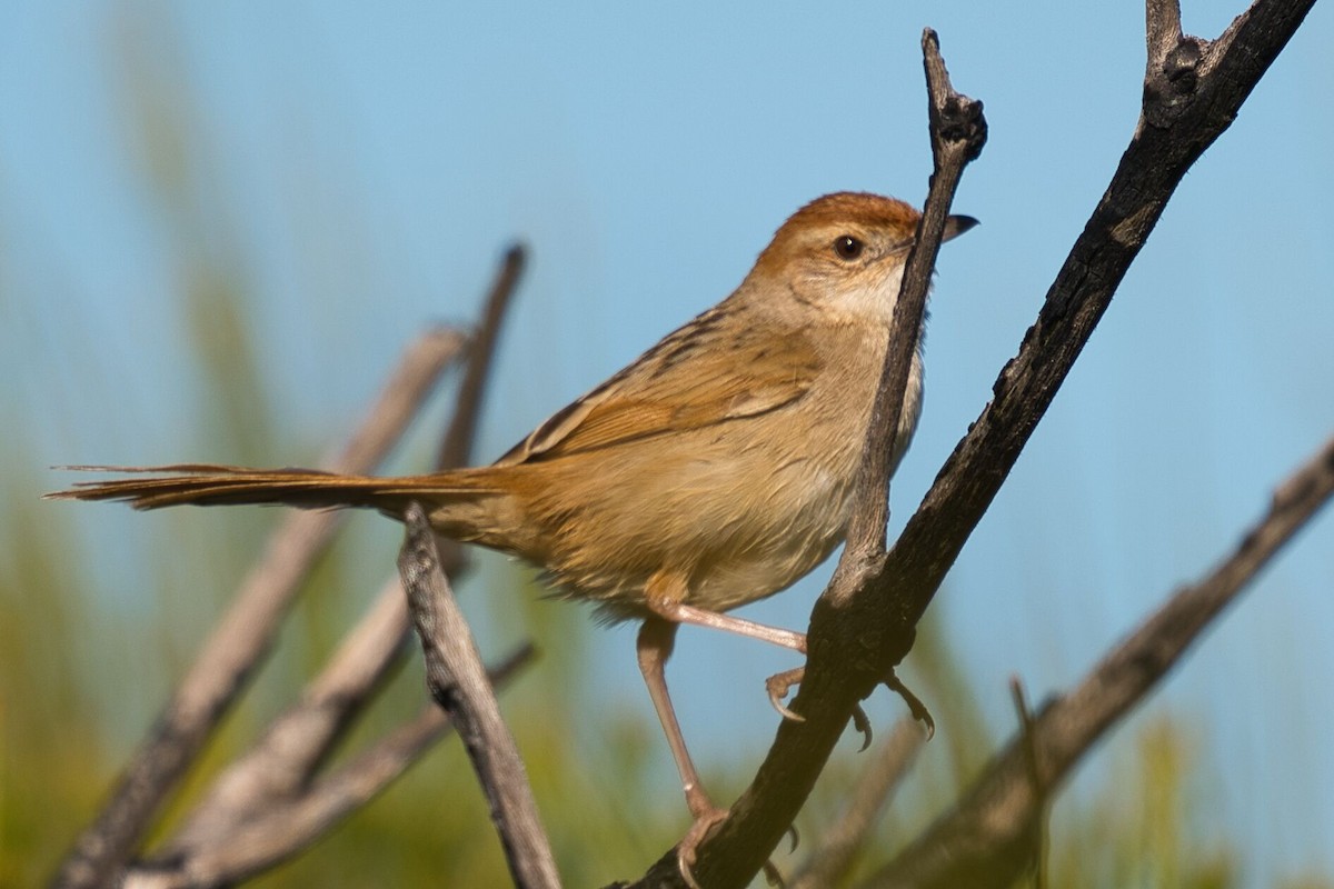 Tawny Grassbird - ML623938303