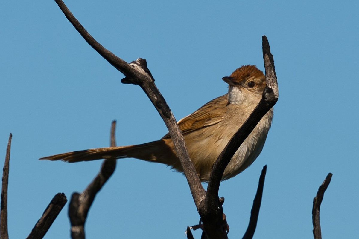 Tawny Grassbird - ML623938305