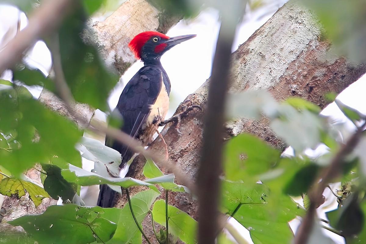 White-bellied Woodpecker - ML623938309