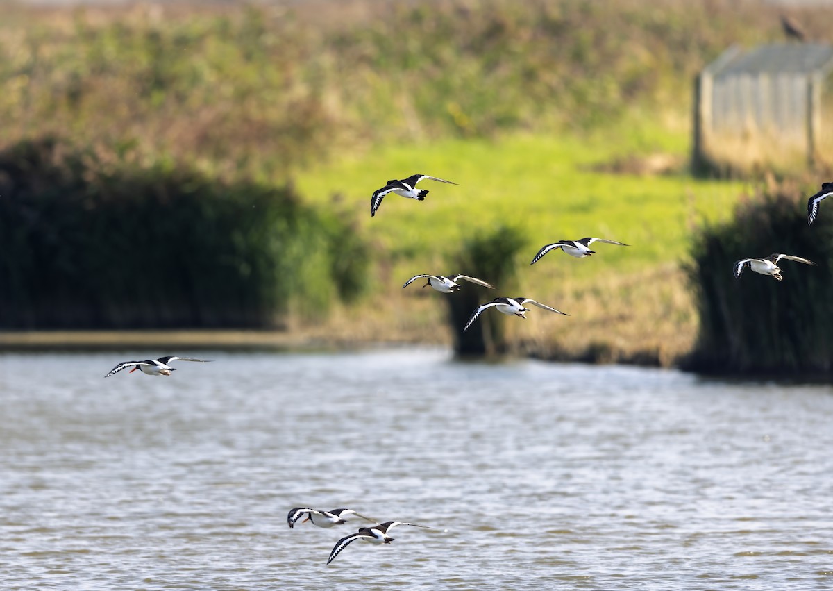 Eurasian Oystercatcher - ML623938310