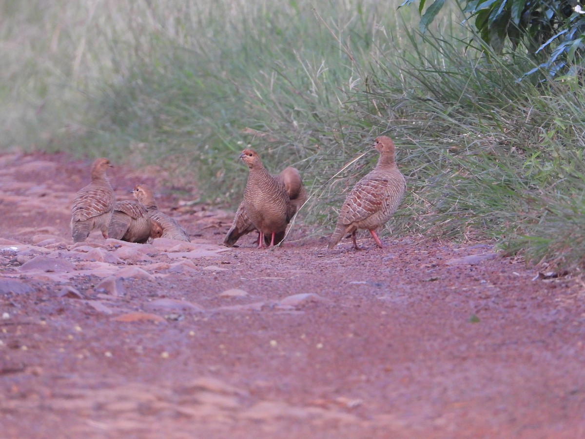 Francolin gris - ML623938313