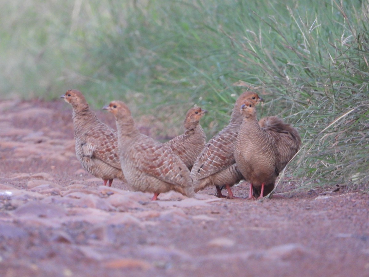 Gray Francolin - ML623938315