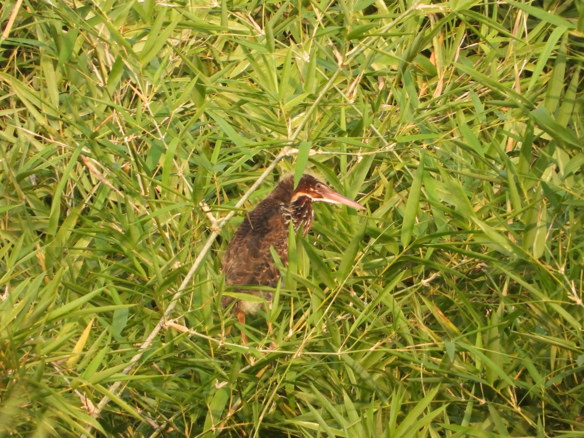 タカサゴクロサギ - ML623938326