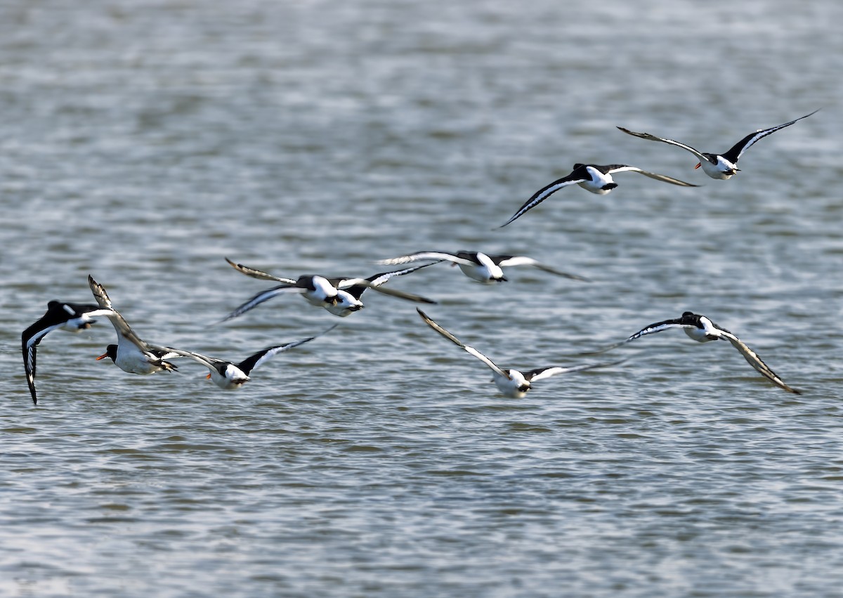 Eurasian Oystercatcher - ML623938333