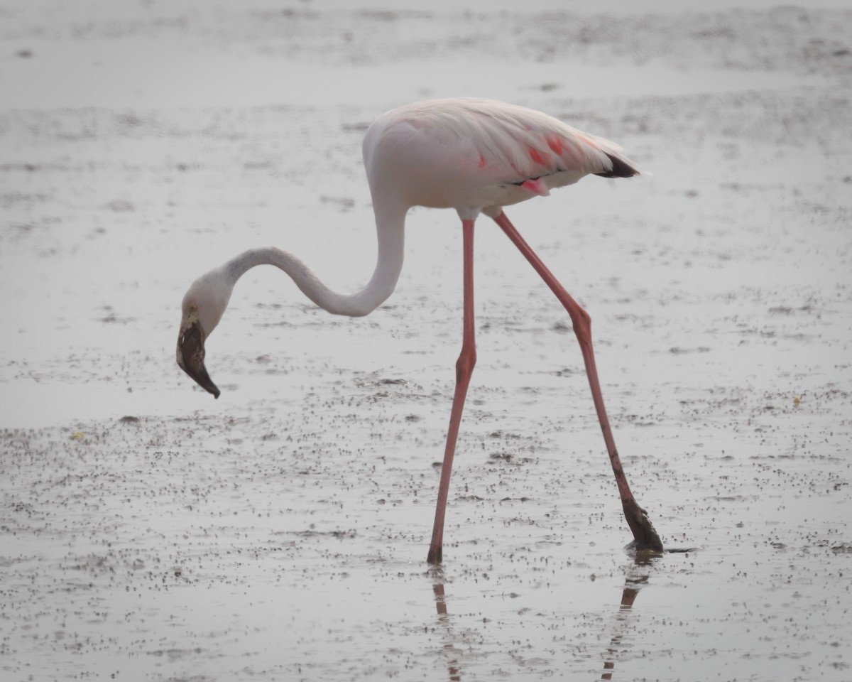 Greater Flamingo - ML623938342