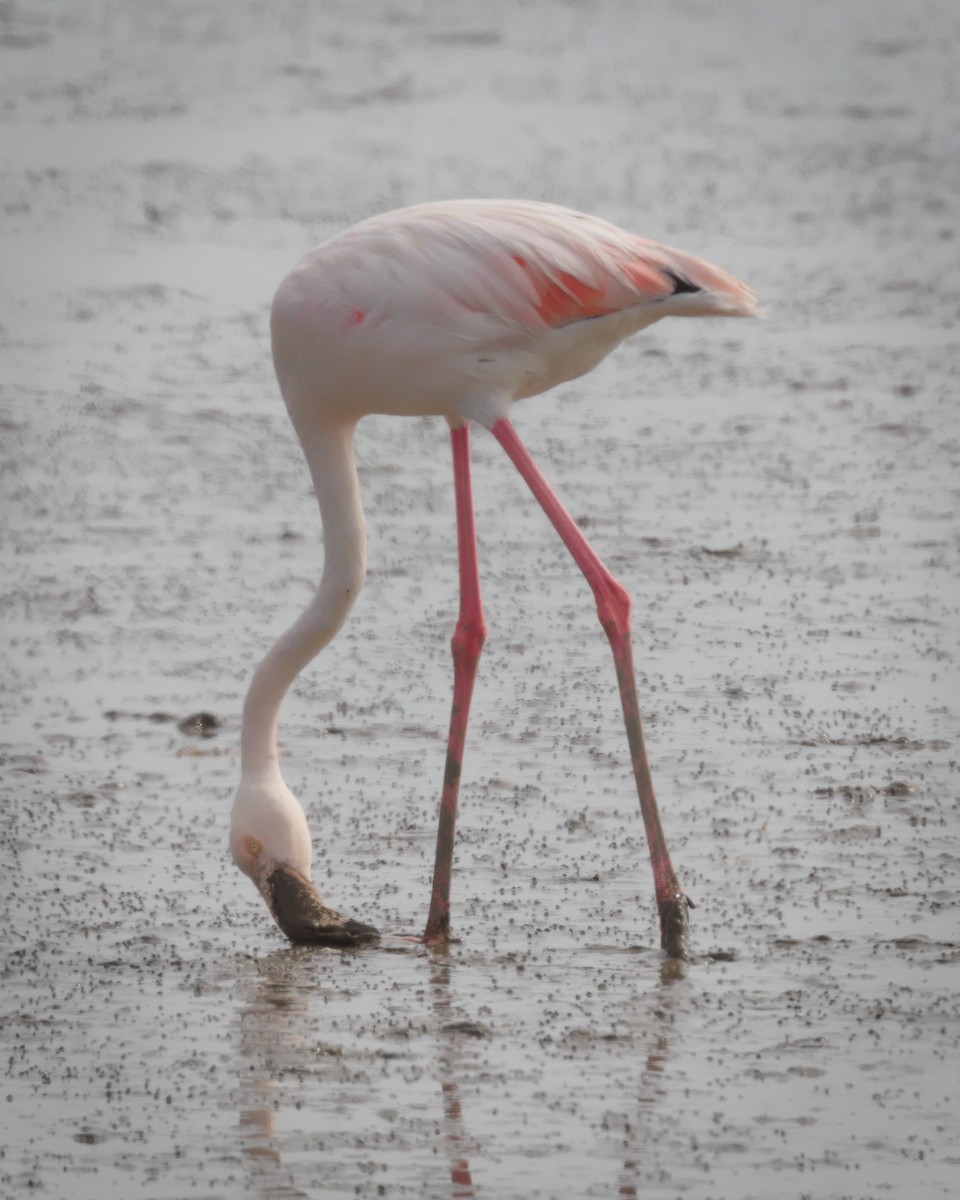 Greater Flamingo - ML623938343