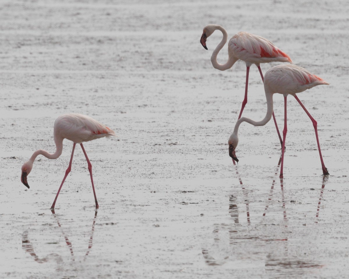 Greater Flamingo - ML623938344