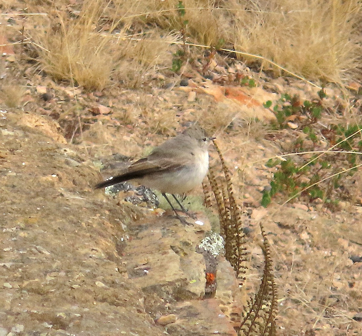 Cinereous Ground-Tyrant - ML623938373