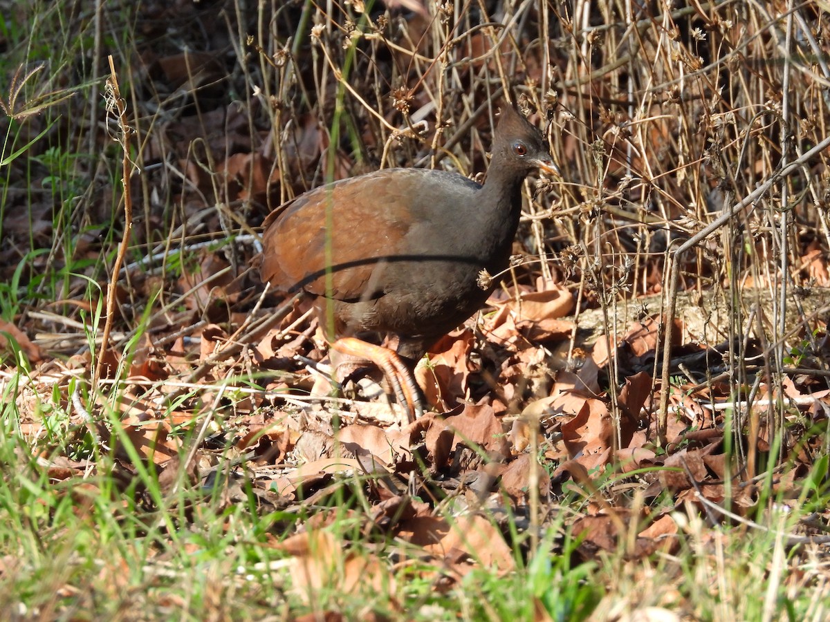 Orange-footed Megapode - ML623938383