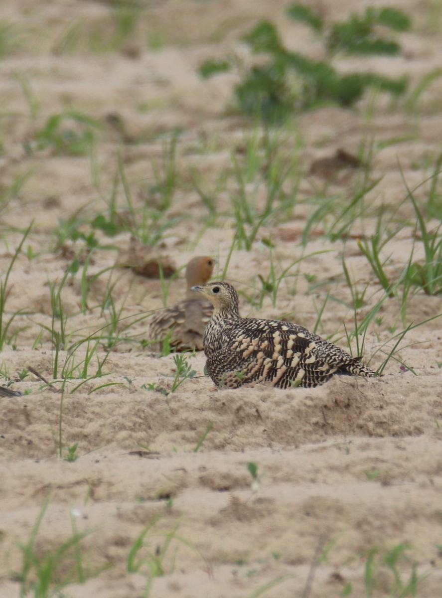 Chestnut-bellied Sandgrouse - ML623938385