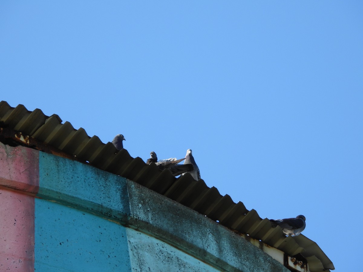 Rock Pigeon (Feral Pigeon) - ML623938402