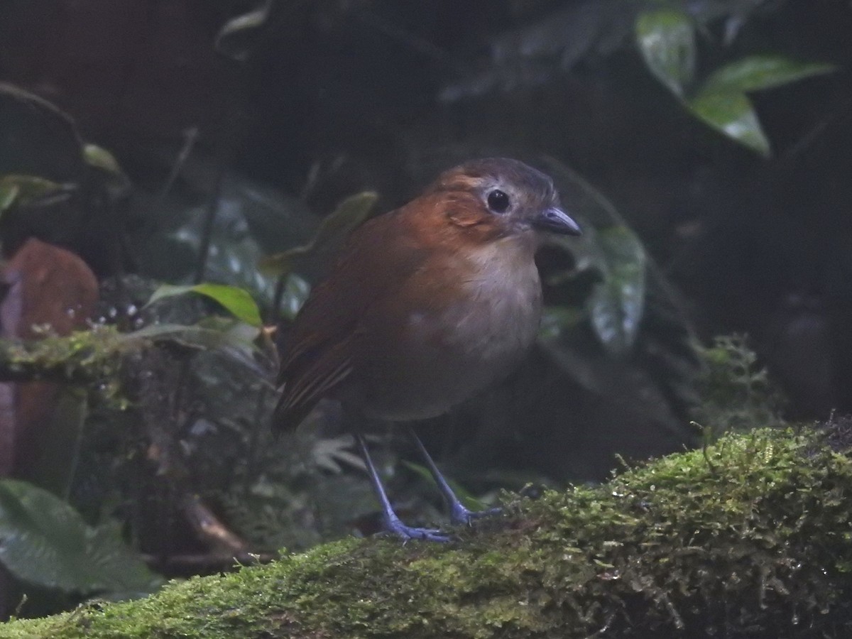 Rusty-tinged Antpitta - ML623938406