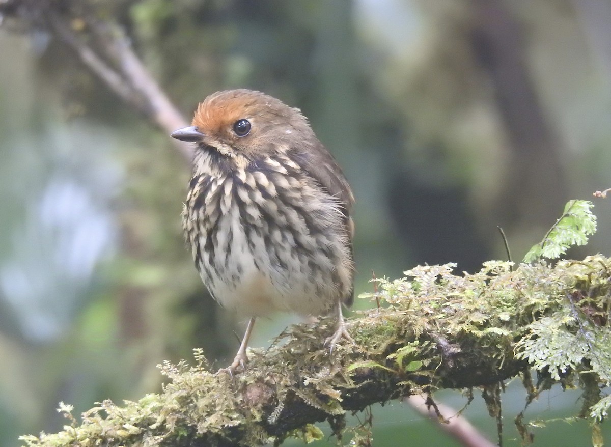 Ochre-fronted Antpitta - ML623938409