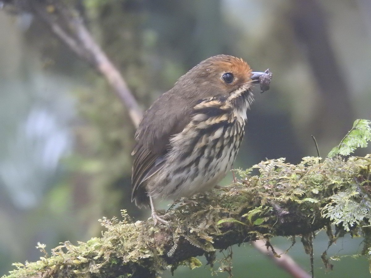 Ochre-fronted Antpitta - ML623938411