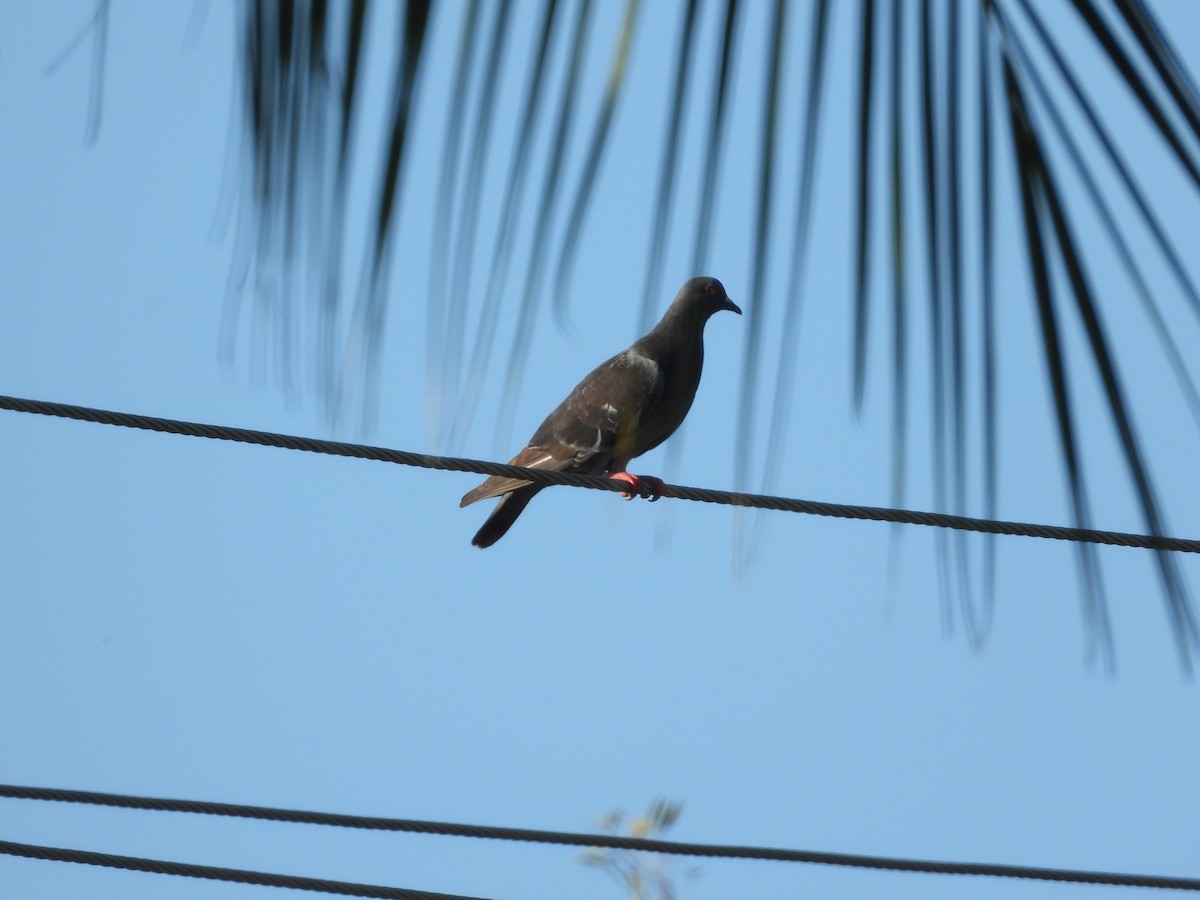 Rock Pigeon (Feral Pigeon) - ML623938418