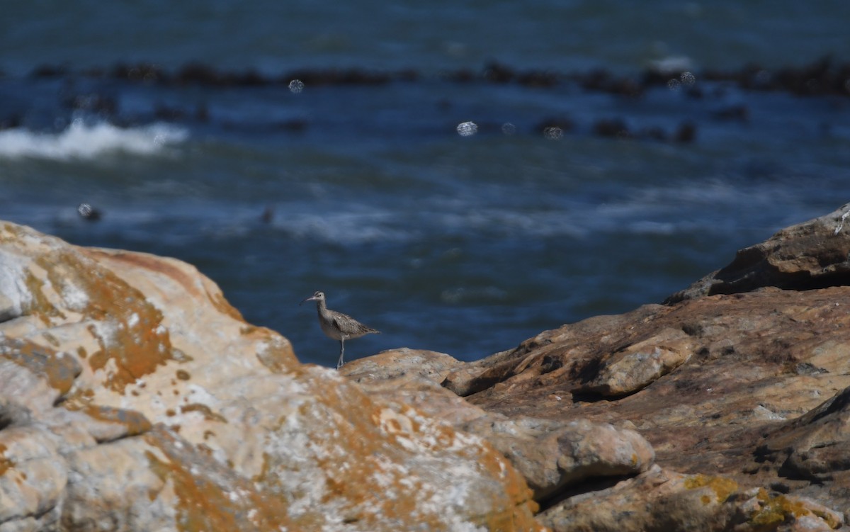 Chiurlo piccolo (phaeopus) - ML623938431