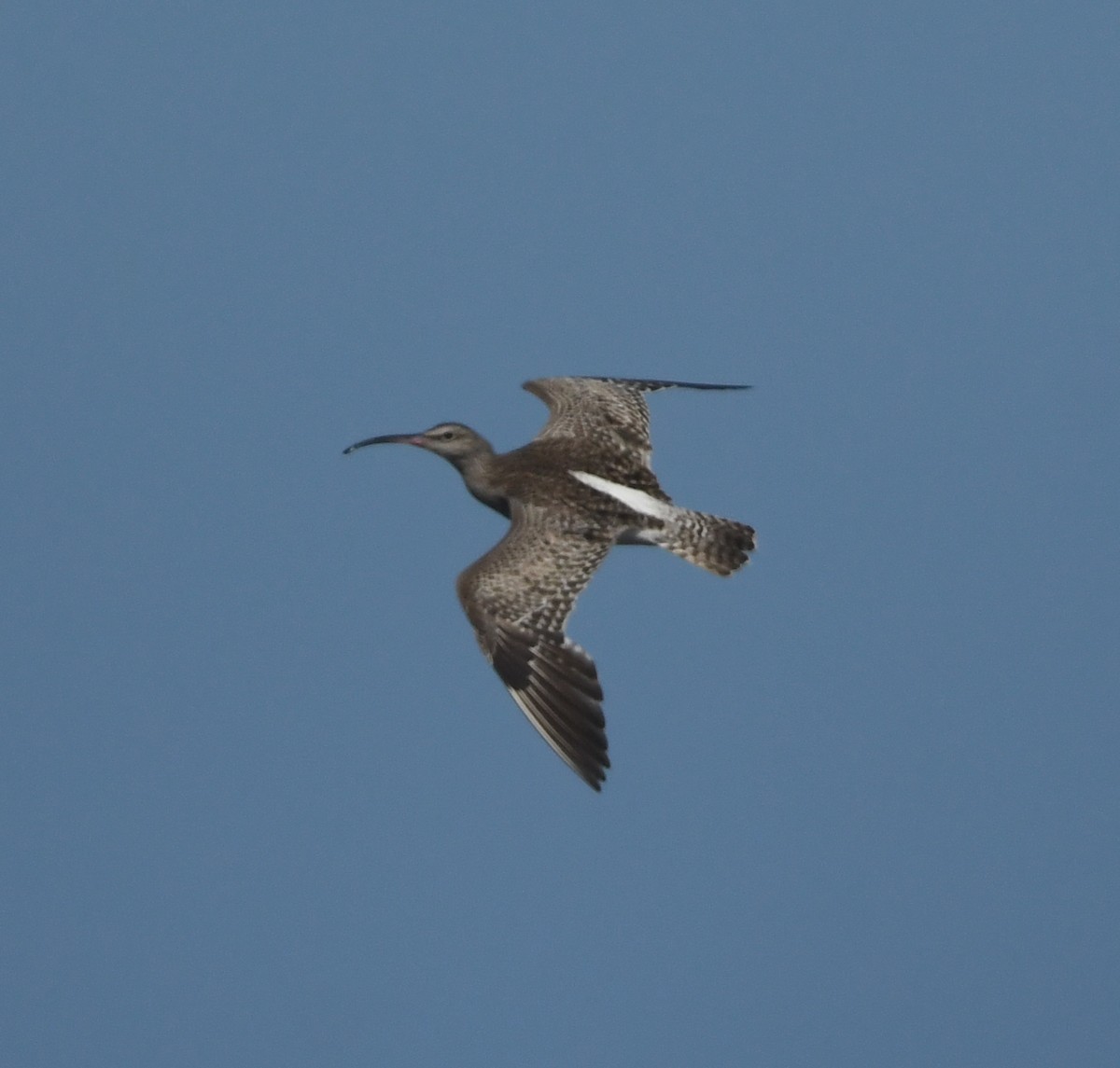 Chiurlo piccolo (phaeopus) - ML623938461