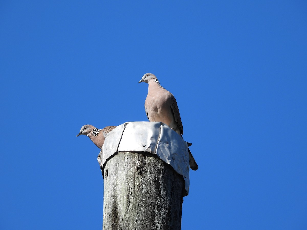 Spotted Dove - ML623938463