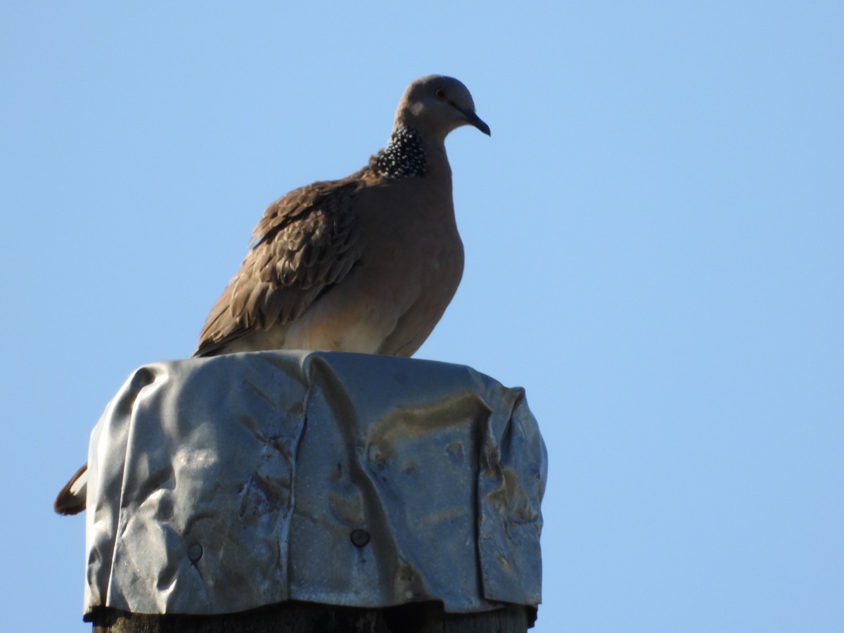 Spotted Dove - ML623938466