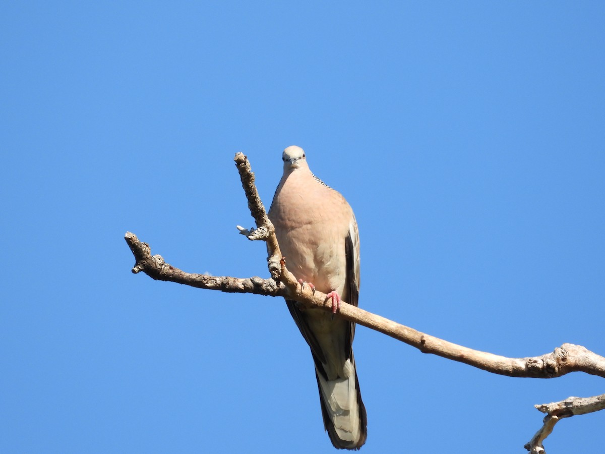 Spotted Dove - ML623938468