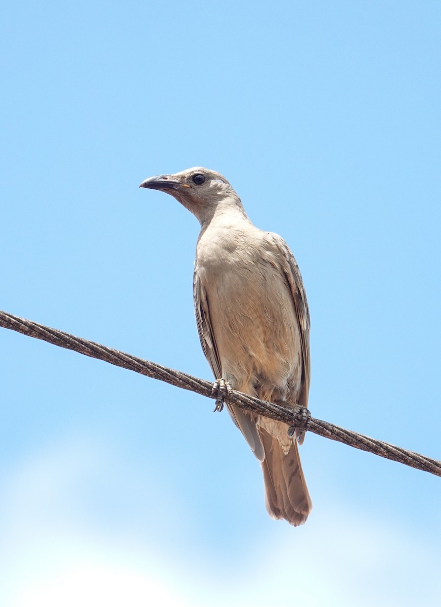 Great Bowerbird - ML623938470