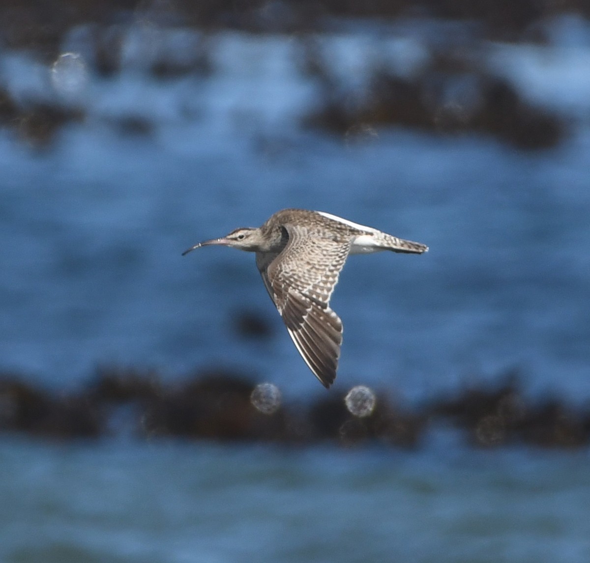 Chiurlo piccolo (phaeopus) - ML623938471