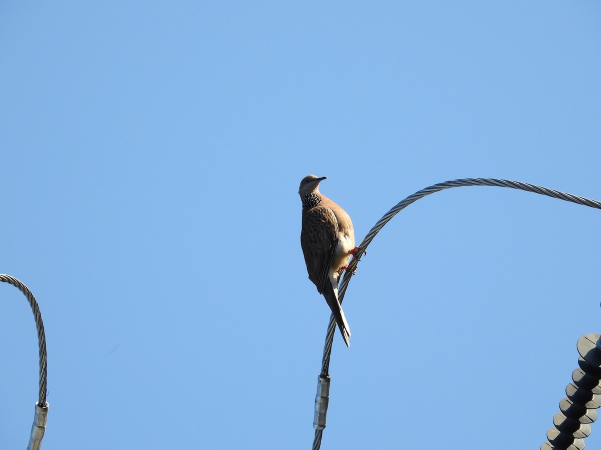 Spotted Dove - ML623938479