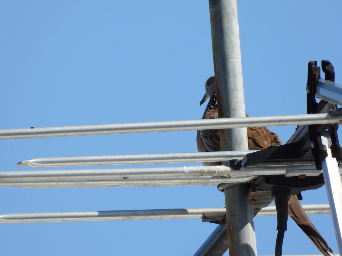 Spotted Dove - ML623938484