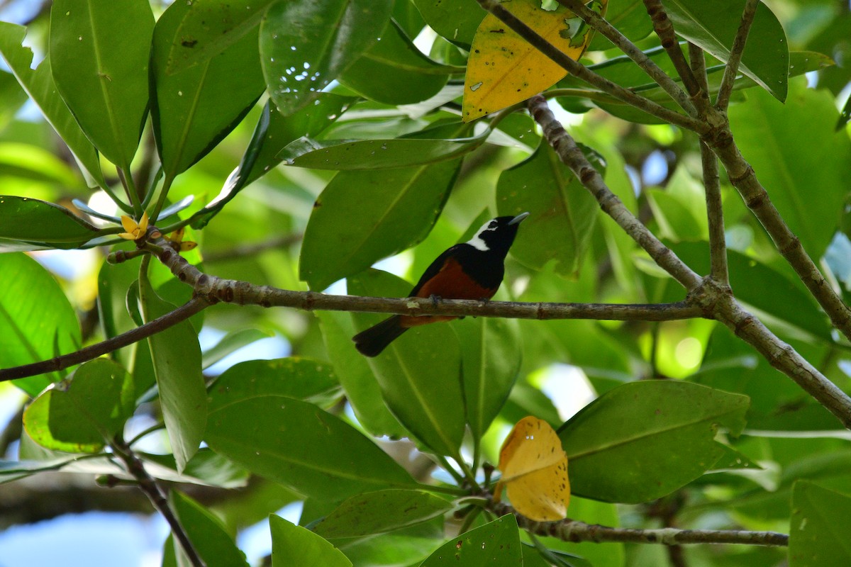 White-capped Monarch - ML623938490