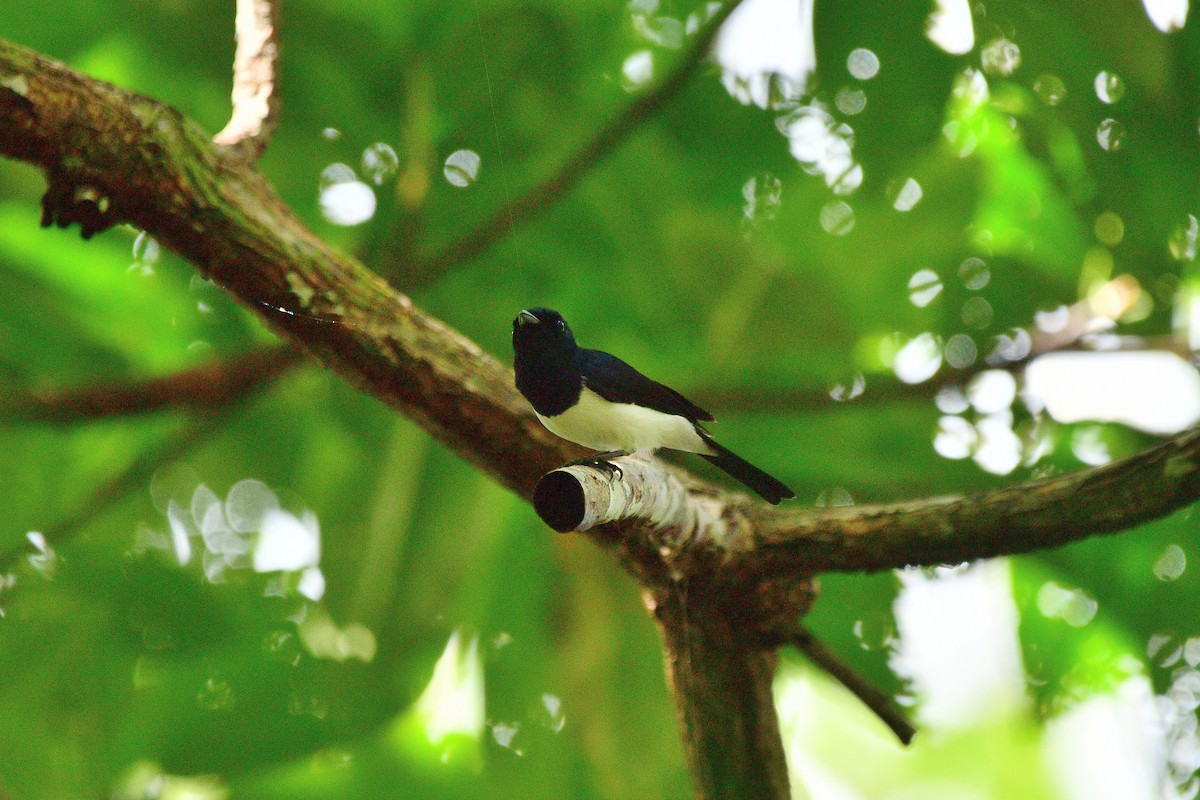 Steel-blue Flycatcher - ML623938491