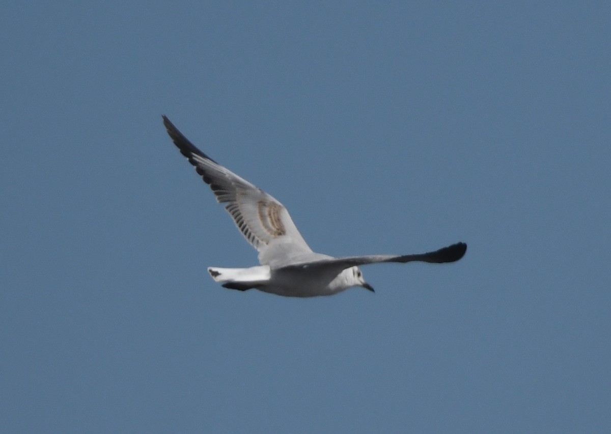 Gray-hooded Gull - ML623938504