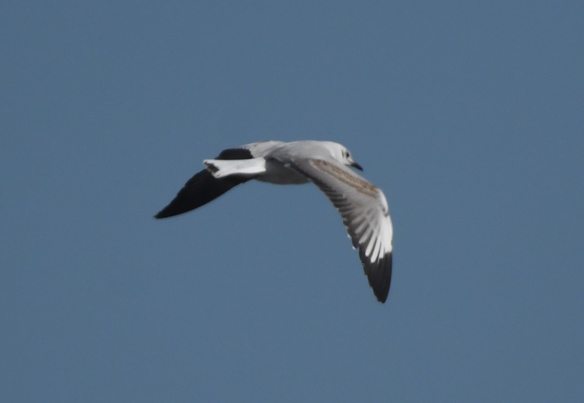 Gray-hooded Gull - ML623938518