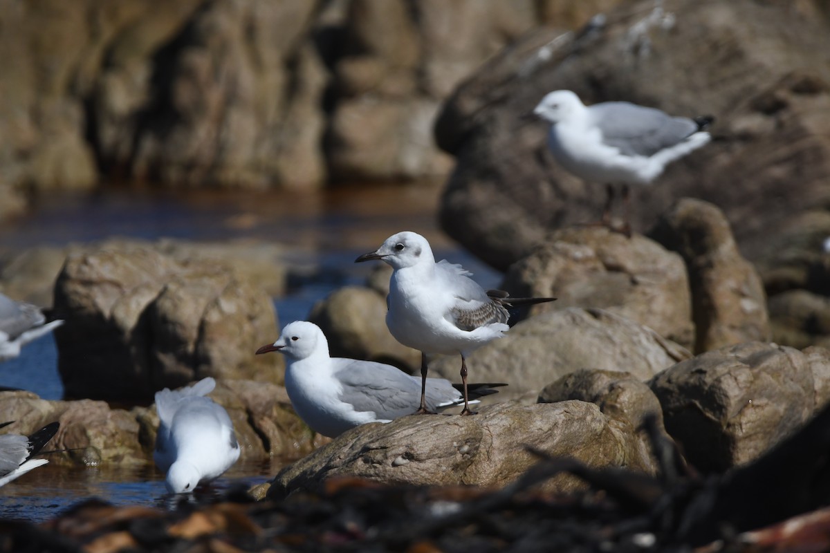 Gray-hooded Gull - ML623938546