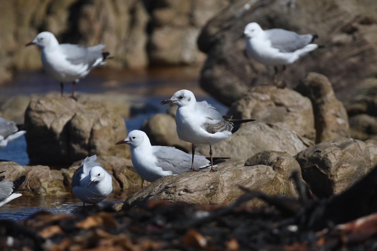 Gray-hooded Gull - ML623938547