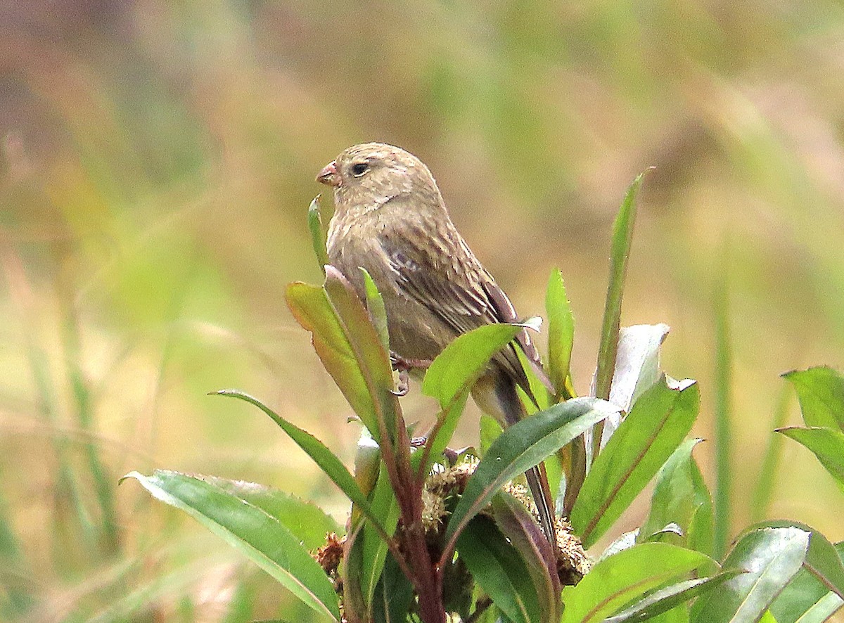 Plain-colored Seedeater - ML623938550