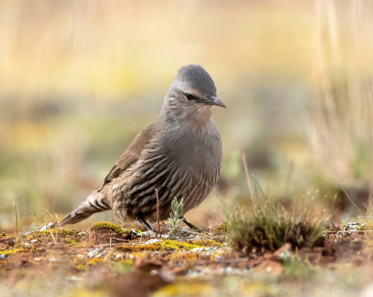 Brown Treecreeper - ML623938555