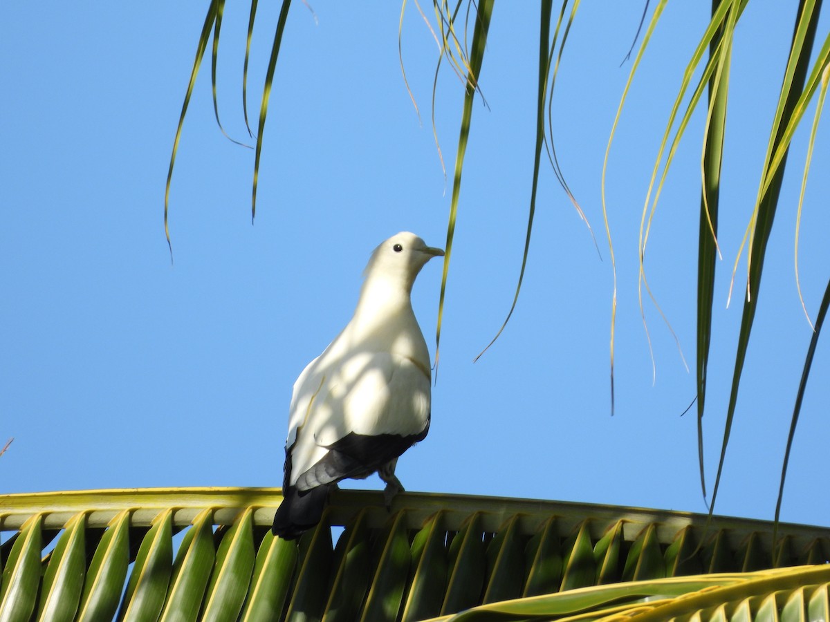 Torresian Imperial-Pigeon - ML623938557