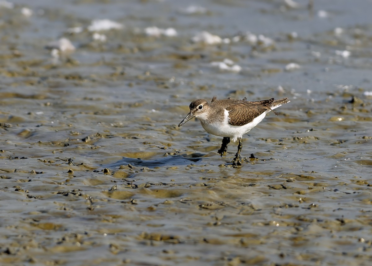 Common Sandpiper - Mark Rose