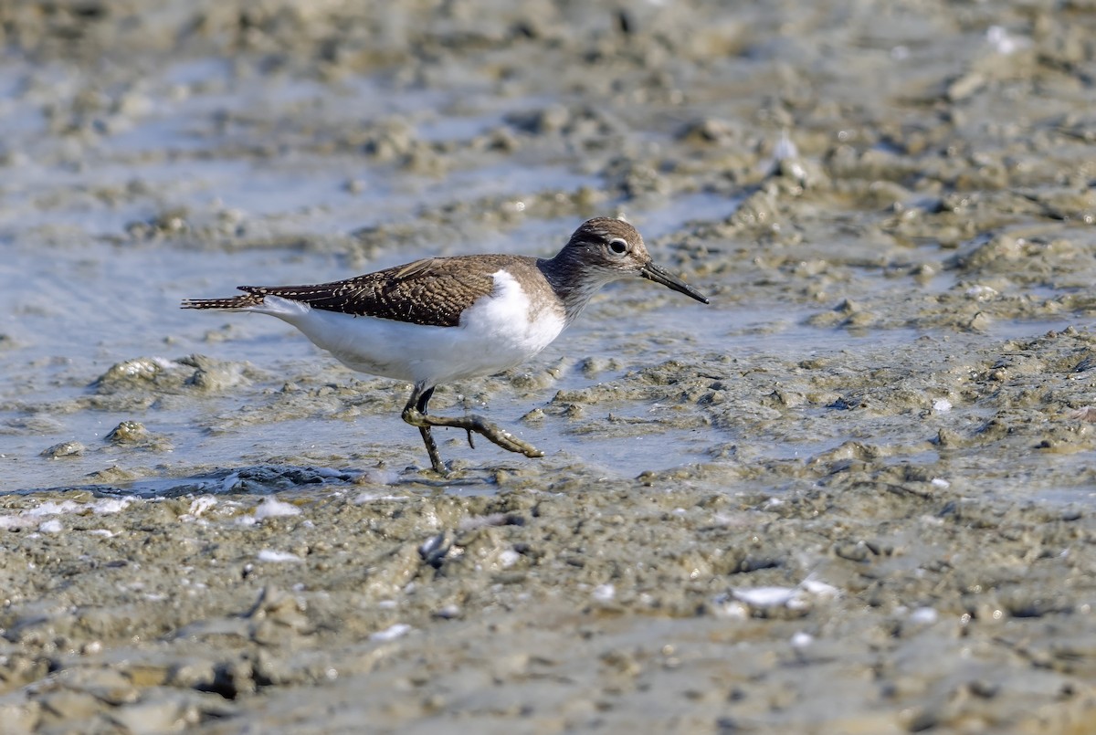 Common Sandpiper - ML623938559