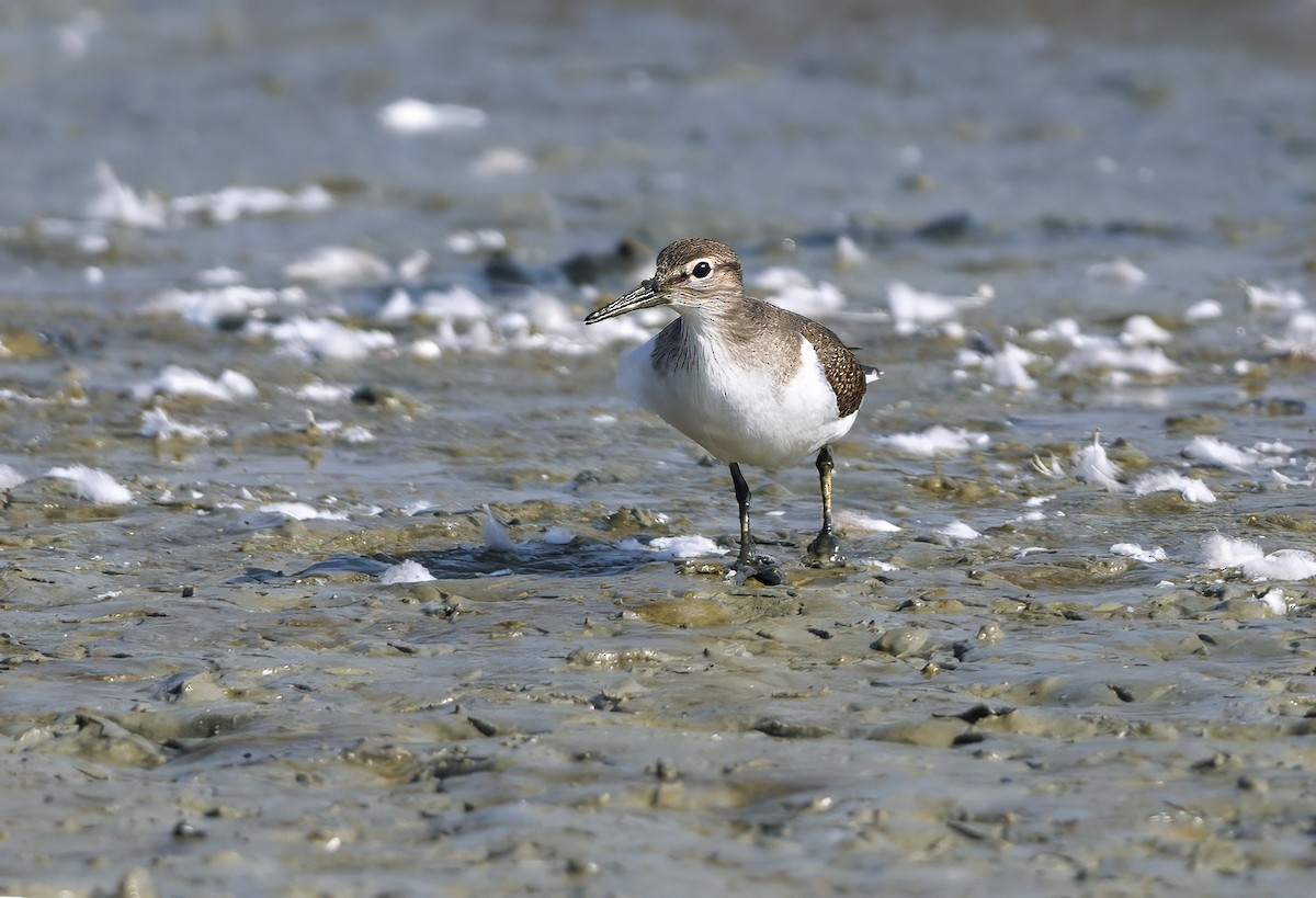 Common Sandpiper - ML623938560