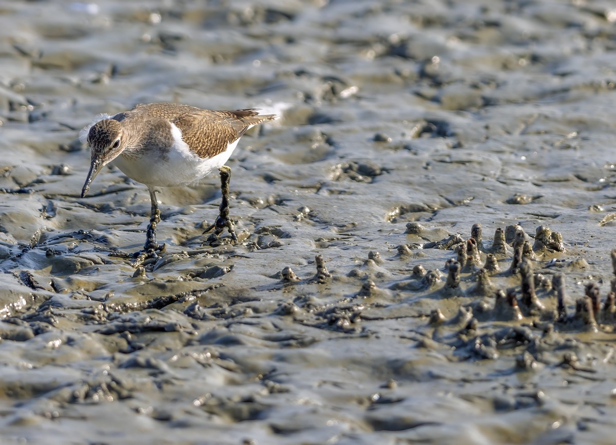 Common Sandpiper - ML623938562